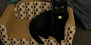 Salem is registered to the contest to win money with this photo: animal, armchair, blackcat, canine, cat, chair, couch, dog, dogbed, furniture, kitten, pet