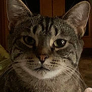 Malika joined the competition — help win amazing prizes! abyssinian, animal, cat, egyptiancat, kitten, manx, pet