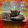 Malika is registered to the contest to win money with this photo: animal, bathing, cat, face, grass, head, kitten, land, leaf, manx, outdoors, person, pet, photography, plant, portrait, pottedplant, sleeping, tree, vegetation