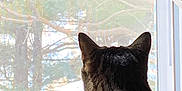 Malika joined the competition — help win amazing prizes! abyssinian, animal, blackcat, bodypart, cat, couch, curtain, ear, furniture, homedecor, kitten, manx, pet, picturewindow, silhouette, window, windowshade, windowsill