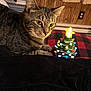 Malika joined the competition — help win amazing prizes! animal, architecture, candle, cat, clothing, couch, face, furniture, hat, head, indoors, lamp, lighting, manx, person, pet, photography, plant, portrait, pottedplant