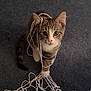 abyssinian, accessories, angora, animal, art, cat, document, egyptiancat, indoors, interiordesign, kitten, leash, manx, pet, plush, receipt, rope, strap, text, toy
