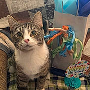 Nico is registered to the contest to win money with this photo: abyssinian, animal, bag, blanket, cat, clothing, couch, cushion, furniture, homedecor, hosiery, indoors, kitten, manx, pet, plush, quilt, sock, text, toy
