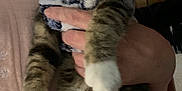 Nico is registered to the contest to win money with this photo: animal, baseballcap, blanket, cap, cat, clothing, couch, cushion, face, furniture, hat, head, homedecor, kitten, manx, pants, person, pet, photography, portrait