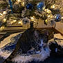 accessories, animal, architecture, cat, christmas, christmasdecorations, christmastree, couch, festival, fir, furniture, homedecor, kitten, lighting, manx, pet, plant, rug, tree, wood