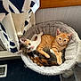 Oliver joined the competition — help win amazing prizes! cat, kitten, orange_tabby, calico, cat_bed, snuggling, cozy, indoor, curtain, window, carpet, pets, cute, feline, resting, fur, animal, domestic_cat, two_cats, closeup