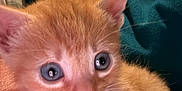 Oliver is registered to the contest to win money with this photo: kitten, orange_cat, blue_eyes, close_up, pet, animal, fur, whiskers, cute, person, hand, indoor, blanket, clothing, portrait, cozy, soft, feline, young, curious