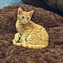 animal, brown_rug, cat, cozy, cute, domestic_cat, ears, floor, fluffy_rug, fur, furniture, indoor, kitten, orange_tabby, pet, relaxing, resting, tail, whiskers, young_cat