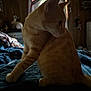 cat, ginger_cat, pet, animal, indoor, bed, blanket, feline, curious, sitting, side_view, cozy, wooden_wall, window, curtains, soft_light, domestic, fur, whiskers, paw