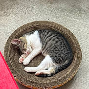 Mollie is registered to the contest to win money with this photo: cat, tabby_cat, sleeping, cardboard_scratch_pad, pet, animal, fur, paw, pink_paw_pad, resting, relaxation, indoor, concrete_floor, cute, whiskers, striped, small, cozy, sleep, round_bed