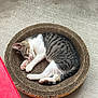 cat, tabby_cat, sleeping, cardboard_scratch_pad, pet, animal, fur, paw, pink_paw_pad, resting, relaxation, indoor, concrete_floor, cute, whiskers, striped, small, cozy, sleep, round_bed