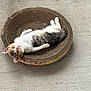 cat, kitten, calico, cardboard_scratch_pad, pet, animal, resting, floor, concrete, cute, young_cat, small, feline, looking_up, indoor, relaxed, curious, white, orange, gray