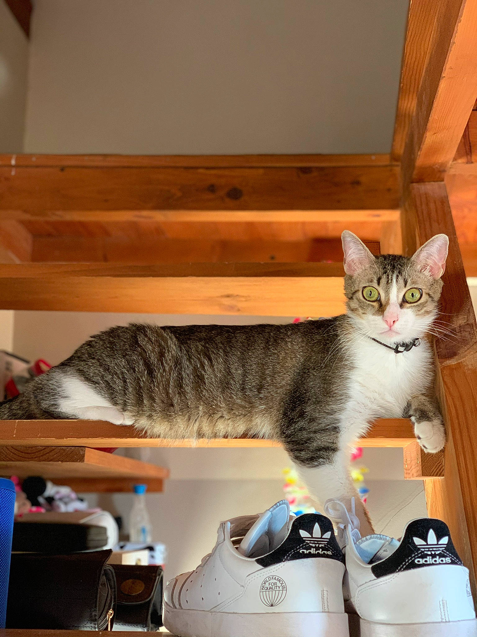 Poky a rejoint le concours — aidez-le/la à gagner de superbes lots ! carnivore, cat, domestic_short_haired_cat, european_shorthair, felidae, kitten, mammal, small_to_medium_sized_cats, whiskers