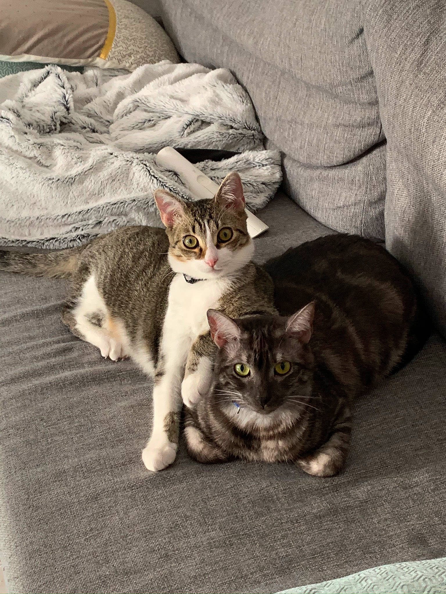 Poky a rejoint le concours — aidez-le/la à gagner de superbes lots ! aegean_cat, american_shorthair, american_wirehair, asian, carnivore, cat, domestic_short_haired_cat, dragon_li, ear, european_shorthair, felidae, fur, kitten, mammal, paw, polydactyl_cat, small_to_medium_sized_cats, tabby_cat, whiskers