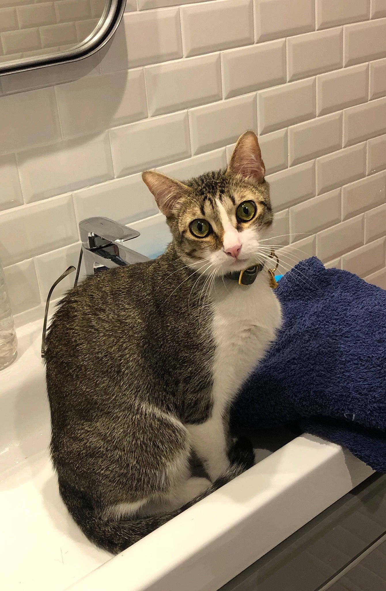 Poky a rejoint le concours — aidez-le/la à gagner de superbes lots ! aegean_cat, american_wirehair, asian, carnivore, cat, domestic_short_haired_cat, european_shorthair, felidae, kitten, ojos_azules, plumbing_fixture, sink, small_to_medium_sized_cats, snout, tabby_cat, whiskers