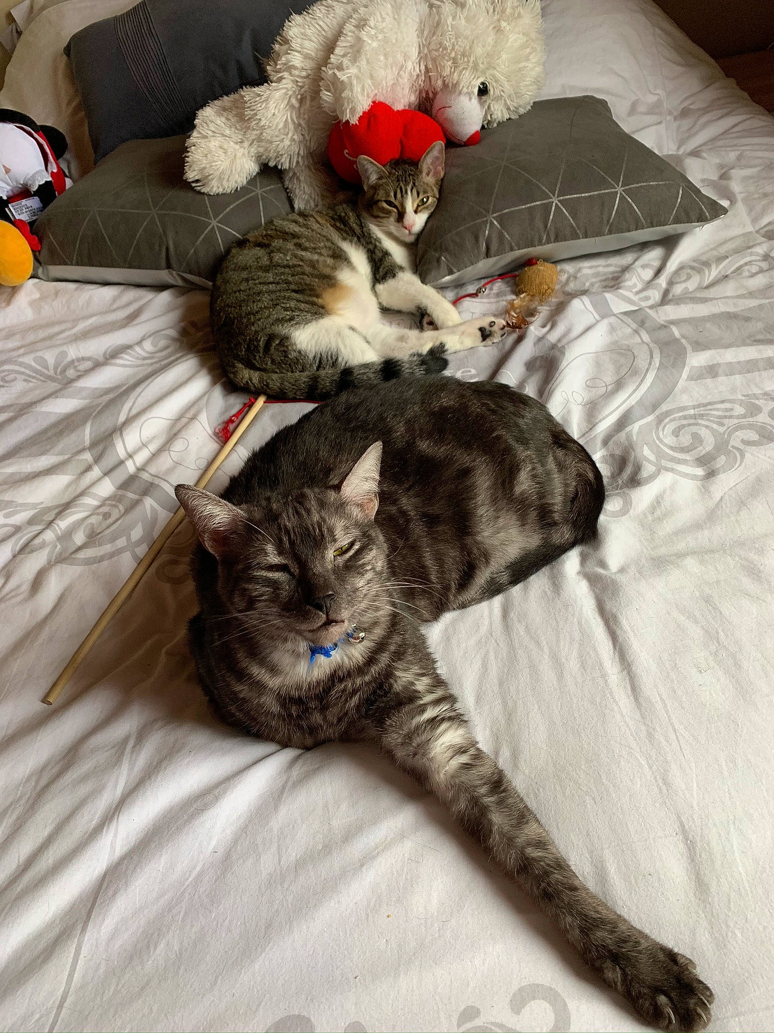 Opaline a rejoint le concours — aidez-le/la à gagner de superbes lots ! british_shorthair, carnivore, cat, claw, domestic_short_haired_cat, european_shorthair, felidae, fur, german_rex, kitten, nap, norwegian_forest_cat, oriental_longhair, pixie_bob, russian_blue, sleep, small_to_medium_sized_cats, tabby_cat, tail, whiskers