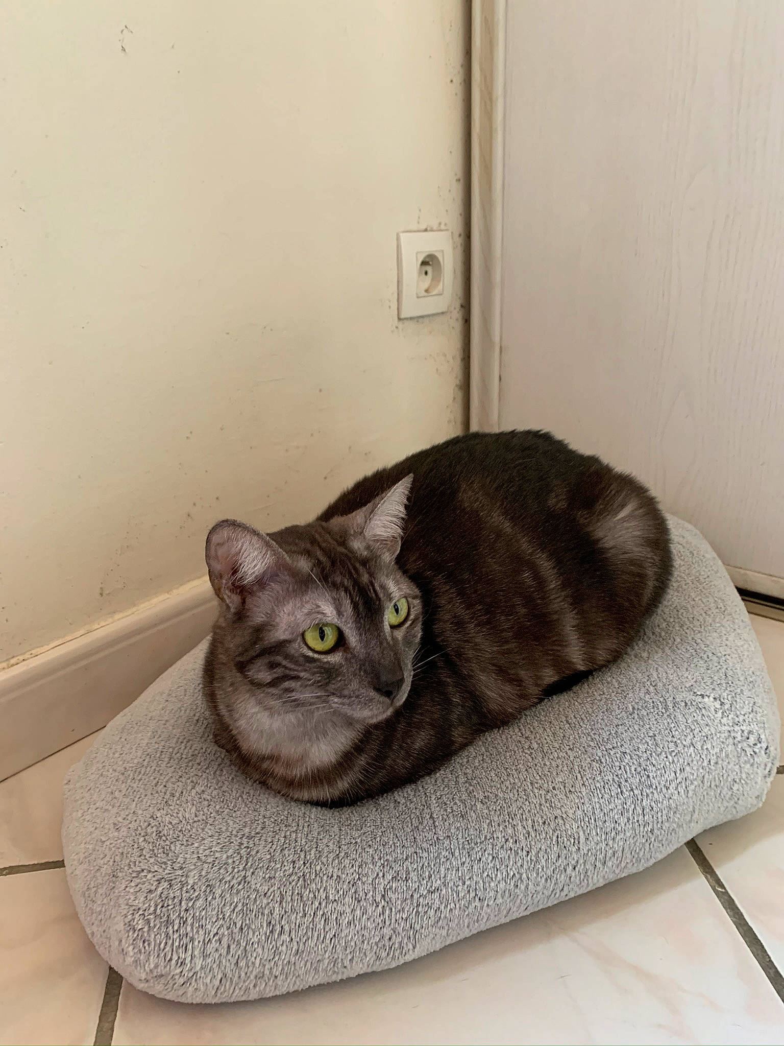 Opaline a rejoint le concours — aidez-le/la à gagner de superbes lots ! american_shorthair, asian, british_shorthair, carnivore, cat, cat_bed, cat_supply, chartreux, comfort, domestic_short_haired_cat, dragon_li, european_shorthair, felidae, fur, korat, small_to_medium_sized_cats, tabby_cat, whiskers