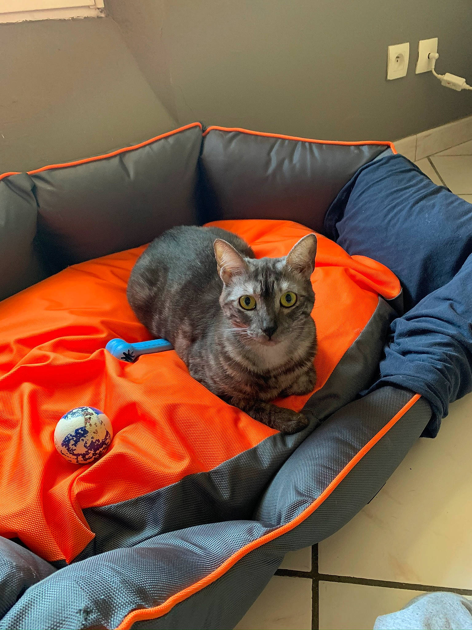 Opaline participe au concours pour gagner de l'argent avec cette photo : american_shorthair, asian, bed, carnivore, cat, chartreux, comfort, domestic_short_haired_cat, european_shorthair, felidae, furniture, orange, room, small_to_medium_sized_cats, whiskers