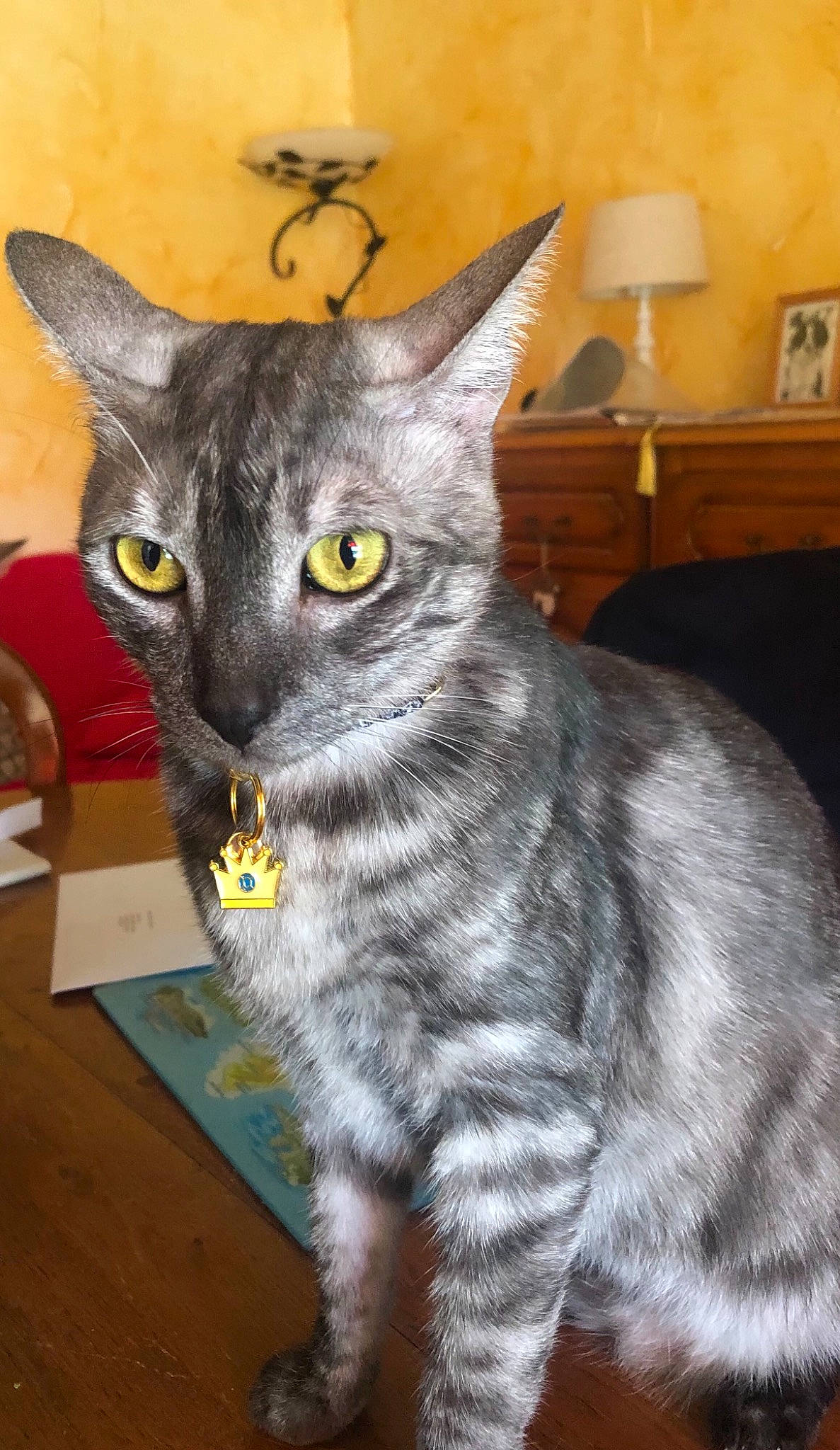 Opaline participe au concours pour gagner de l'argent avec cette photo : american_shorthair, american_wirehair, asian, australian_mist, california_spangled, carnivore, cat, domestic_short_haired_cat, european_shorthair, felidae, german_rex, korat, mammal, nebelung, oriental_shorthair, russian_blue, small_to_medium_sized_cats, tabby_cat, vertebrate, whiskers