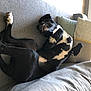 Rhéa a rejoint le concours — aidez-le/la à gagner de superbes lots ! boston_terrier, canidae, carnivore, comfort, companion_dog, couch, cushion, dobermann, dog, dog_breed, furniture, guard_dog, leg, linens, nap, non_sporting_group, paw, pillow, puppy, sporting_group