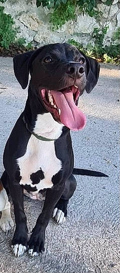 Rhéa participe au concours pour gagner de l'argent avec cette photo : american_pit_bull_terrier, american_staffordshire_terrier, canidae, carnivore, dog, dog_breed, fawn, great_dane, labrador_retriever, mammal, non_sporting_group, pit_bull, pointer, rare_breed_dog, sporting_group, vertebrate