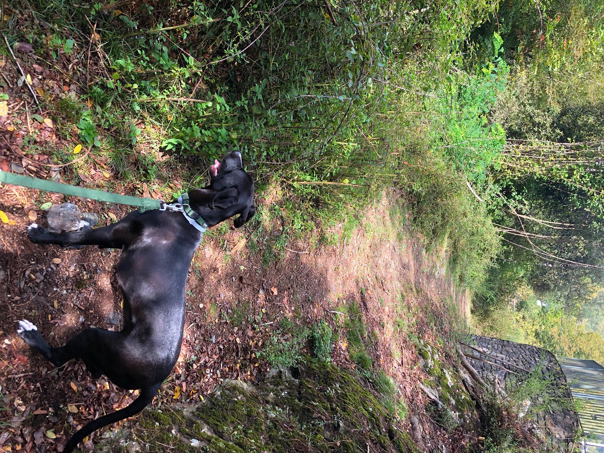 Rhéa a rejoint le concours — aidez-le/la à gagner de superbes lots ! canidae, carnivore, forest, grass, hunting_dog, jungle, sporting_group, tree