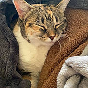 Jumbo Gina joined the competition — help win amazing prizes! cat, tabby, sleeping, cozy, blanket, fur, whiskers, pet, resting, cute, indoor, relaxed, snuggled, comfort, warm, soft, animal, closeup, nap, domestic