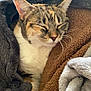 cat, tabby, sleeping, cozy, blanket, fur, whiskers, pet, resting, cute, indoor, relaxed, snuggled, comfort, warm, soft, animal, closeup, nap, domestic
