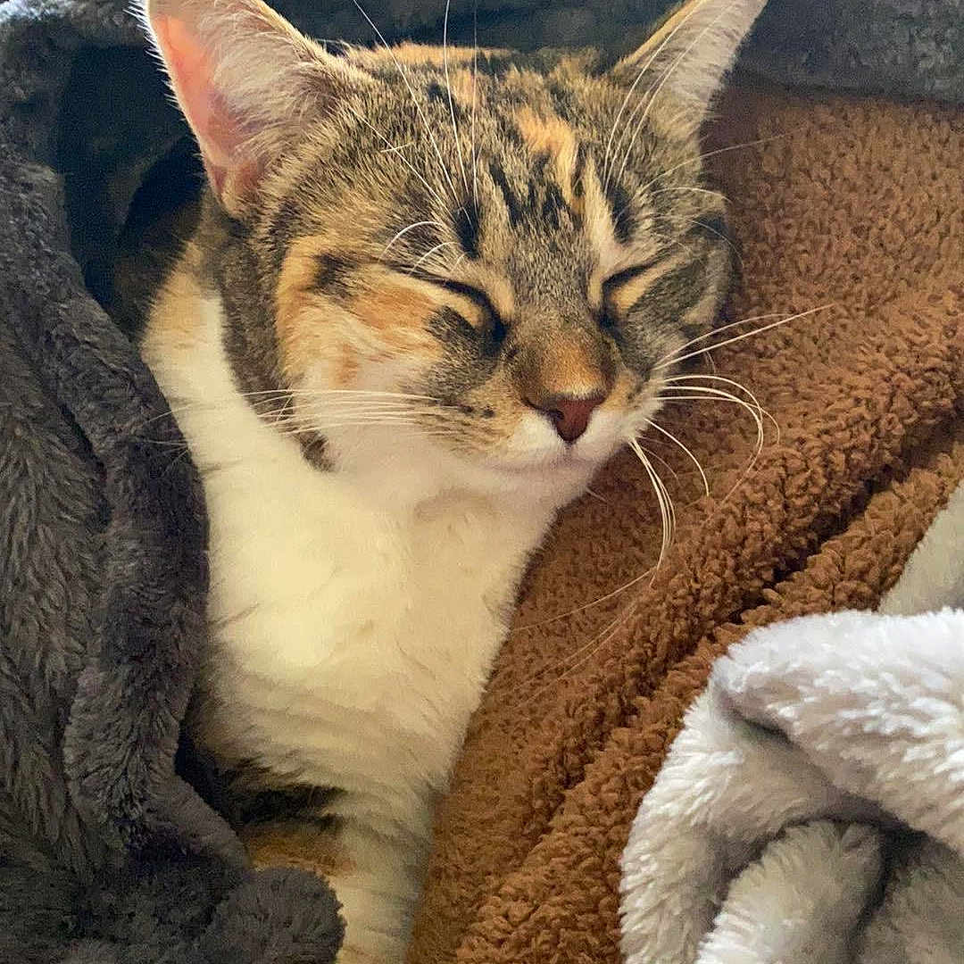 Jumbo Gina joined the competition — help win amazing prizes! animal, blanket, cat, closeup, comfort, cozy, cute, domestic, fur, indoor, nap, pet, relaxed, resting, sleeping, snuggled, soft, tabby, warm, whiskers