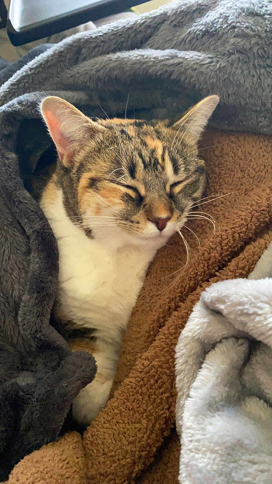 Jumbo Gina joined the competition — help win amazing prizes! cat, tabby, sleeping, cozy, blanket, fur, whiskers, pet, resting, cute, indoor, relaxed, snuggled, comfort, warm, soft, animal, closeup, nap, domestic