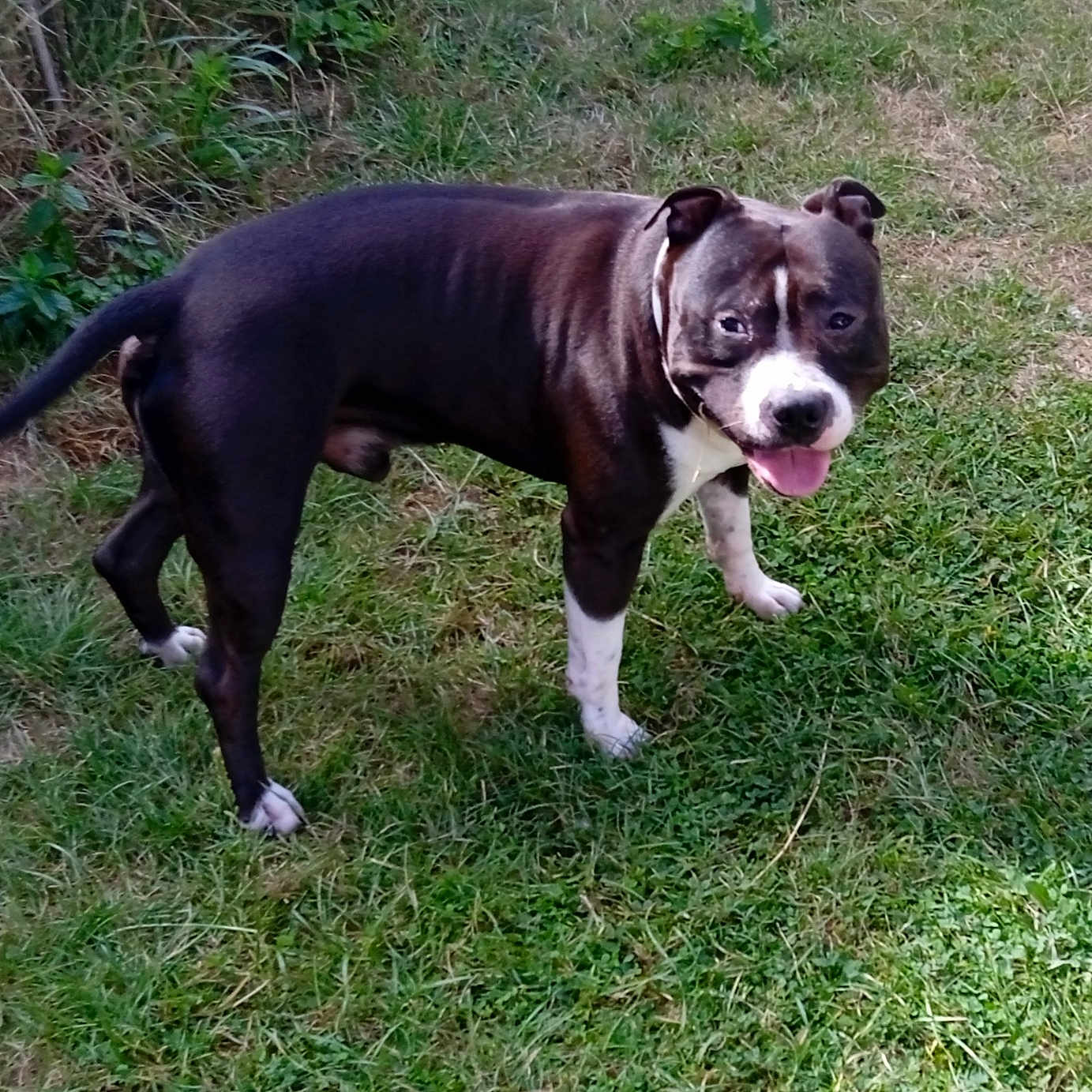 Balboa participe au concours pour gagner de l'argent avec cette photo : animal, black_and_white, canine, daytime, dog, domestic_animal, fur, grass, happy, mammal, nature, outdoor, paw, pet, playful, smiling, standing, sunlight, tail, tongue_out