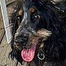 dog, black_dog, tongue_out, close_up, wet_nose, happy, pet, animal, fur, ears, collar, wooden_deck, playful, outdoor, canine, portrait, friendly, brown_eyes, black_fur, tan_markings
