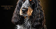 Atlas participe au concours pour gagner de l'argent avec cette photo : dog, cocker_spaniel, portrait, animal, pet, fur, long_ears, black_background, golden_text, studio_lighting, close_up, fluffy, sitting, animal_portrait, dog_face, expression, detailed, cute, canine, photography