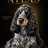 dog, cocker_spaniel, portrait, animal, pet, fur, long_ears, black_background, golden_text, studio_lighting, close_up, fluffy, sitting, animal_portrait, dog_face, expression, detailed, cute, canine, photography