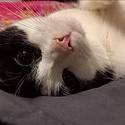 Marshmallow joined the competition — help win amazing prizes! animal, bed, bedding, black_and_white, cat, close_up, cozy, curious, cute, eyes, face, fur, indoor, lying_down, nose, pet, portrait, resting, soft, whiskers