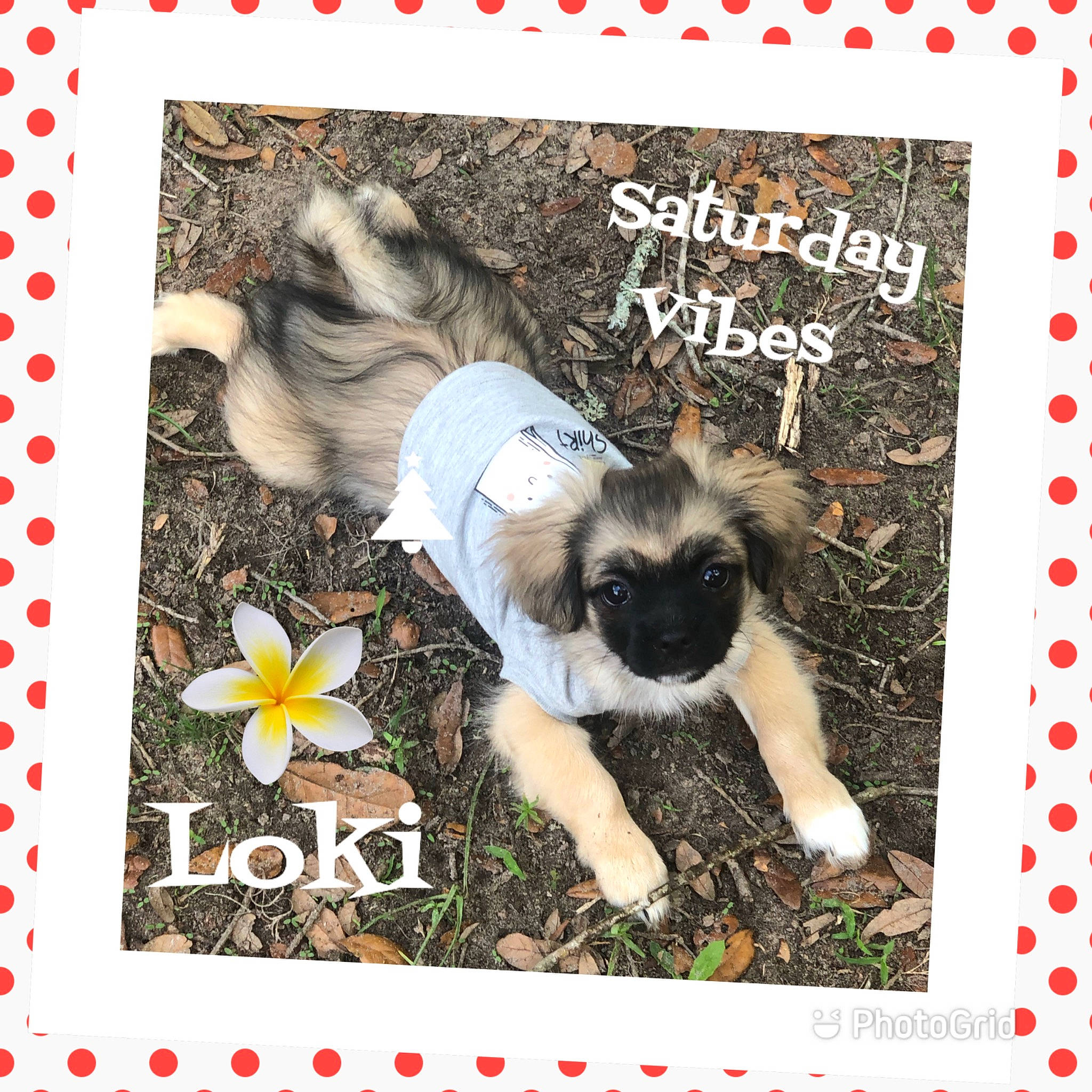 Prince Chewbacca Loki