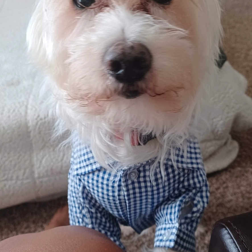 Chico is registered to the contest to win money with this photo: accessories, animal, canine, couch, dog, electronics, face, formalwear, furniture, head, person, pet, phone, photography, portrait, puppy, terrier, text, tie, whitedog