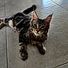 Bowie participe au concours pour gagner de l'argent avec cette photo : animal, blinds, cat, curious, domestic_animal, ears, feline, floor, fur, home, indoor, light, paws, pet_bed, resting, shadow, tabby_cat, tile_floor, whiskers, window