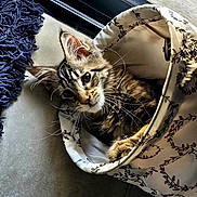 Bowie a rejoint le concours — aidez-le/la à gagner de superbes lots ! basket, blue_rug, cat, cozy, curious, ears, fabric, feline, floor, home, indoor, kitten, patterned, pet, rug, sunlight, tabby, tile, whiskers, window