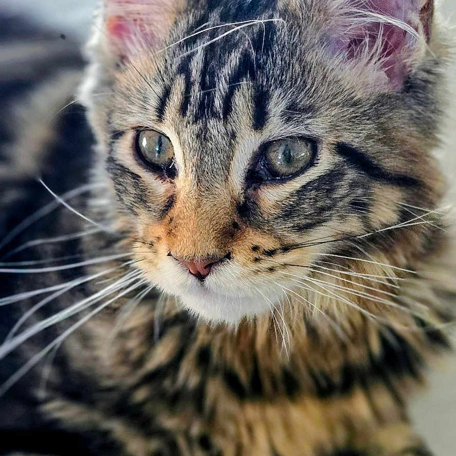 Bowie
