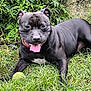 dog, black_dog, grass, tennis_ball, outdoor, pet, animal, happy, panting, nature, collar, playful, canine, mammal, greenery, laying_down, tongue_out, fur, garden, summer
