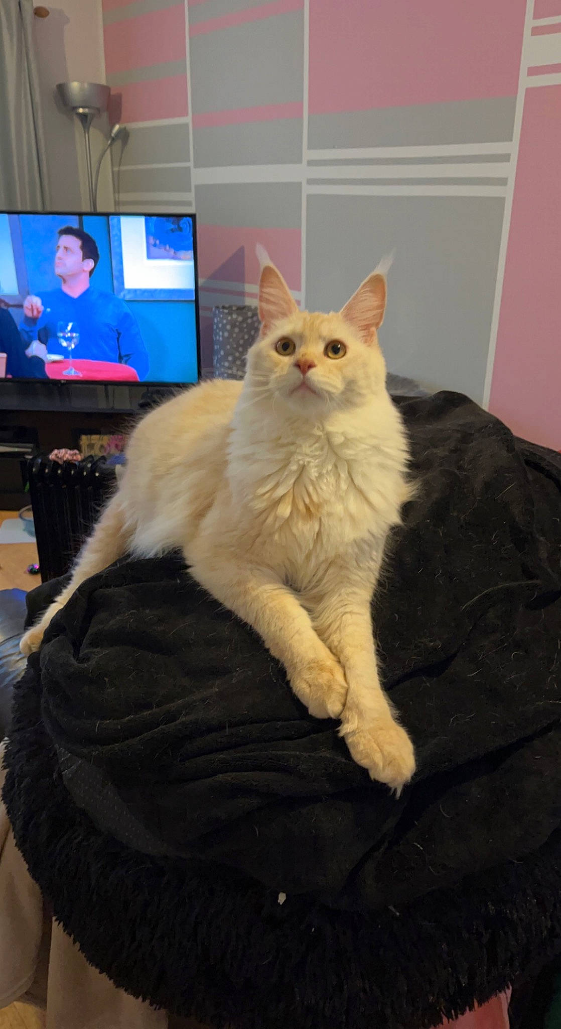 Edward is registered to the contest to win money with this photo: carnivore, cat, comfort, display_device, domestic_short_haired_cat, fawn, felidae, fur, led_backlit_lcd_display, paw, sitting, small_to_medium_sized_cats, tail, television, whiskers