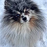 dog, pomsky, fluffy, snow, outdoor, winter, animal, pet, portrait, cute, fur, blue_eye, brown_eye, canine, closeup, adorable, winter_climate, snowflakes, nature, looking