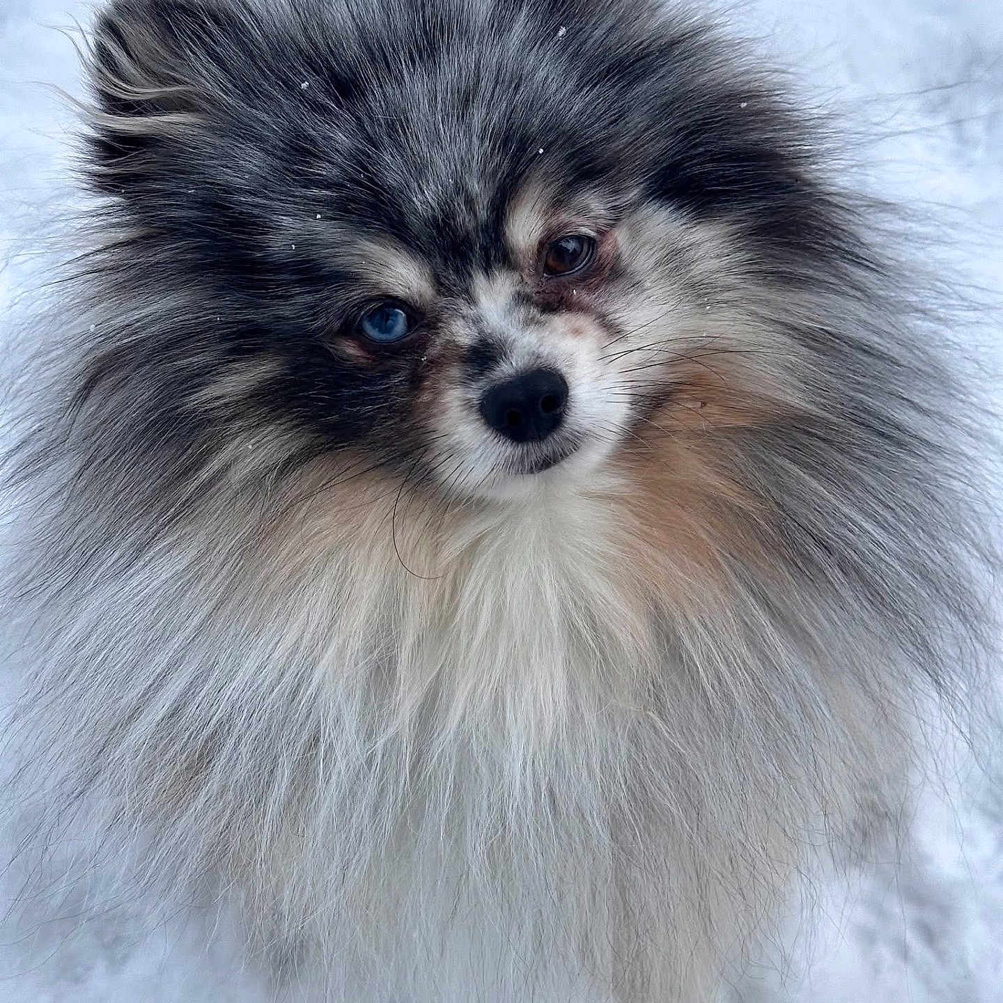 Duke