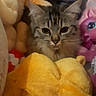 cat, stuffed_animal, plush_toy, toy, soft, furry, animal, pet, indoor, cute, face, ears, fur, tabby, cozy, nest, colorful, pink, yellow, background