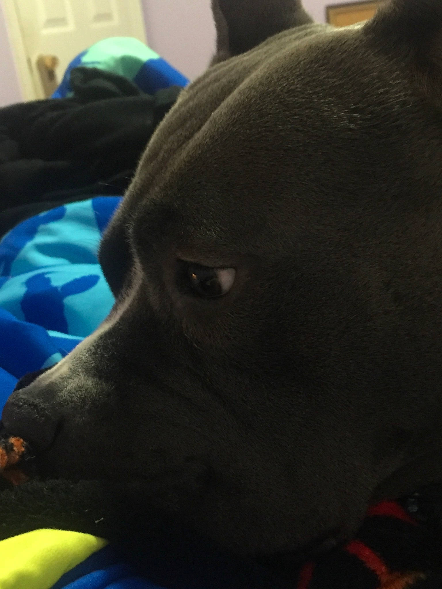 Stormy joined the competition — help win amazing prizes! american_pit_bull_terrier, canidae, carnivore, companion_dog, dog, dog_breed, ear, eye, great_dane, guard_dog, head, labrador_retriever, non_sporting_group, nose, puppy, snout, sporting_group, staffordshire_bull_terrier, whiskers