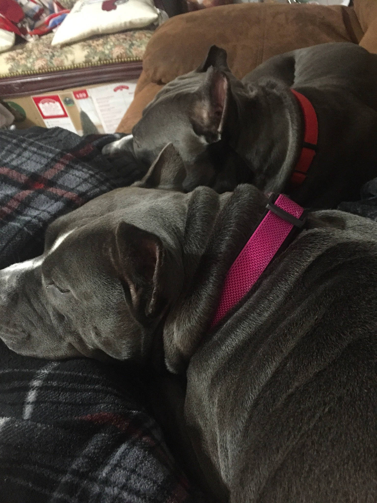 Stormy is registered to the contest to win money with this photo: canidae, carnivore, comfort, companion_dog, dog, dog_breed, great_dane, guard_dog, nap, non_sporting_group, puppy, sleep, sporting_group, weimaraner