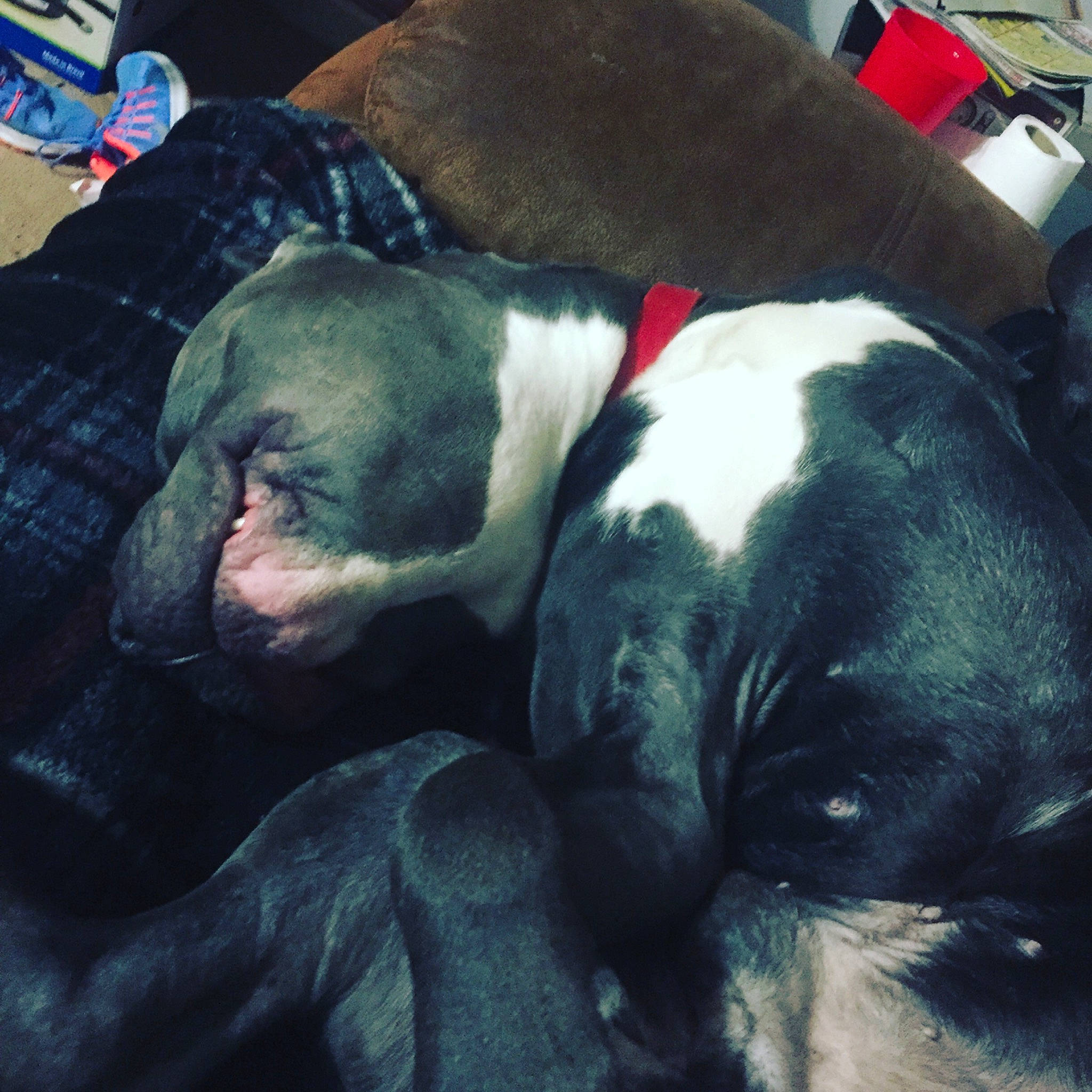 Bear joined the competition — help win amazing prizes! canidae, carnivore, companion_dog, dog, dog_breed, great_dane, guard_dog, mountain, nap, non_sporting_group, nose, pit_bull, puppy, sky, sleep, snout, sporting_group