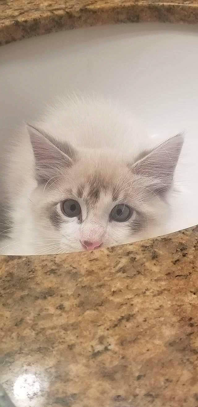 Grimm is registered to the contest to win money with this photo: burmilla, carnivore, cat, domestic_short_haired_cat, ear, eye, felidae, fur, kitten, mammal, ojos_azules, ragamuffin, ragdoll, small_to_medium_sized_cats, snout, turkish_angora, turkish_van, whiskers