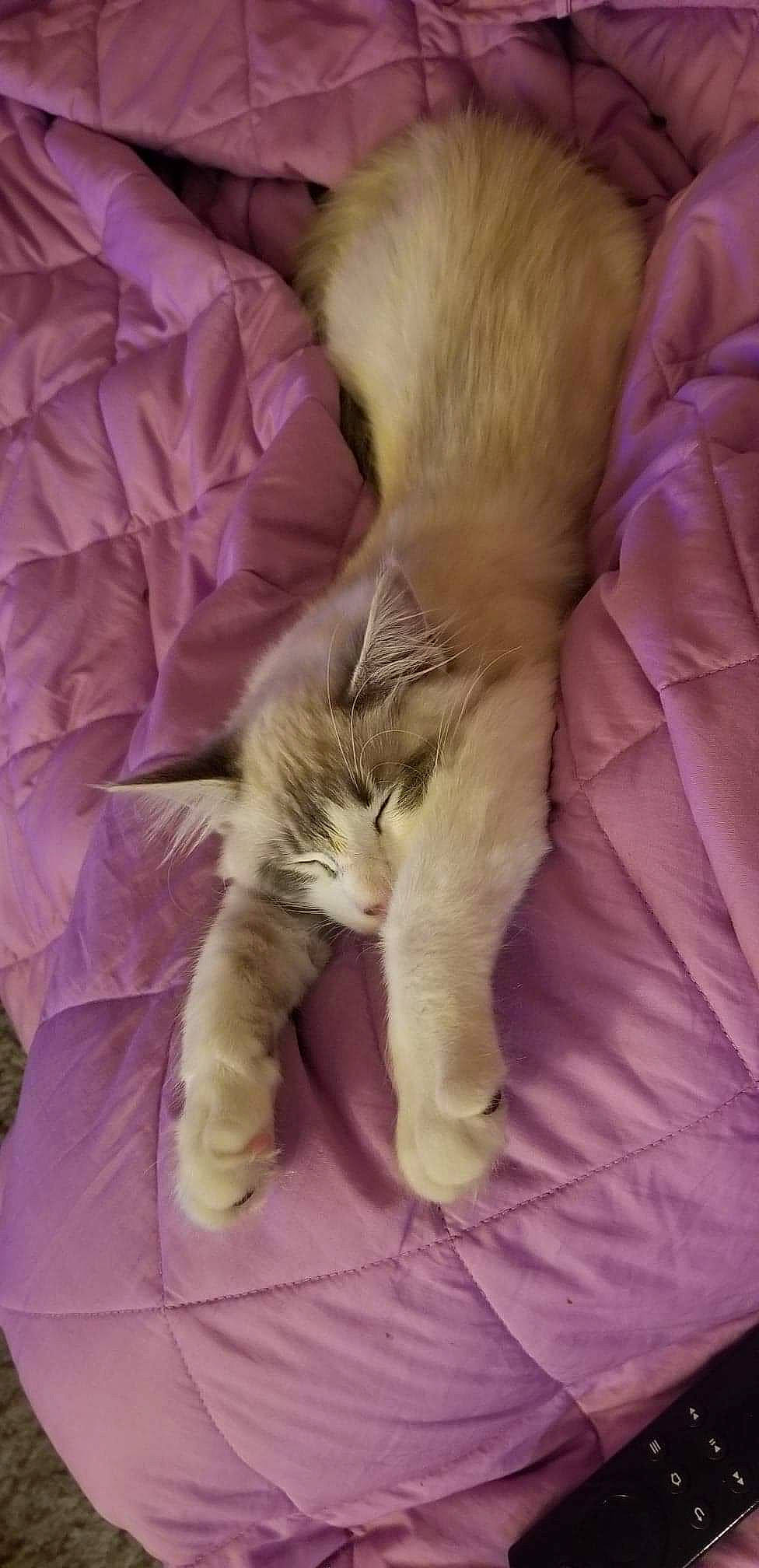 Grimm is registered to the contest to win money with this photo: asian, carnivore, cat, claw, fawn, felidae, fur, kitten, nap, norwegian_forest_cat, paw, polydactyl_cat, ragdoll, sleep, small_to_medium_sized_cats, snout, somali, tail, whiskers